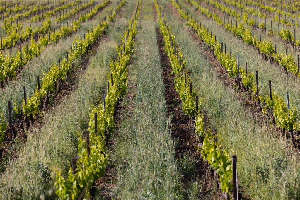 Rangs de vigne enherbés au Château Gasqui