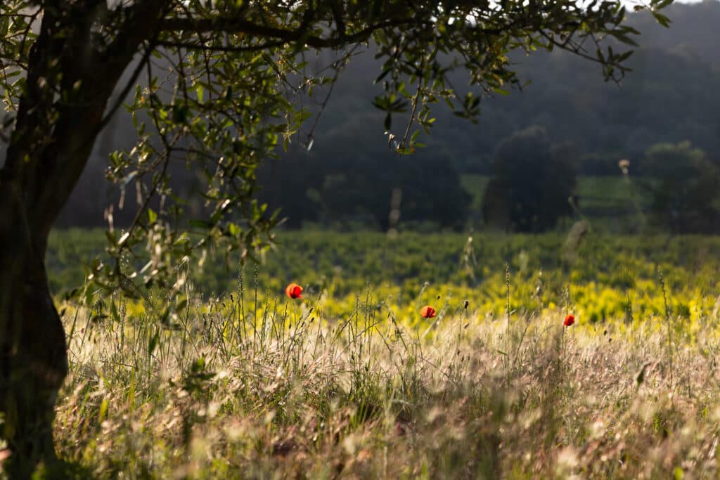 Nature du Château Gasqui
